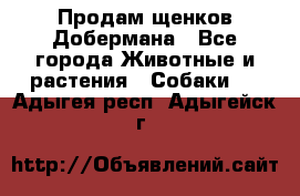 Продам щенков Добермана - Все города Животные и растения » Собаки   . Адыгея респ.,Адыгейск г.